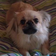 Pekingeser Paja (HIMMELHUND)