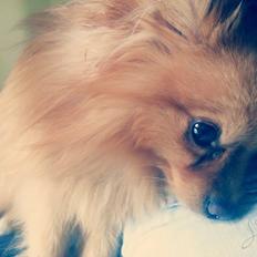 Pomeranian Skizo <3