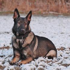 Schæferhund Charlie