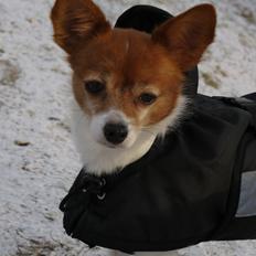 Blanding af racer Poe