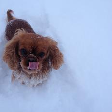 Cavalier king charles spaniel Wilma