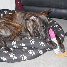 Blanding af racer Tasja