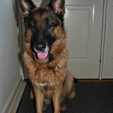 Schæferhund Vega *R.I.P*