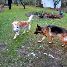 Schæferhund Vega *R.I.P*