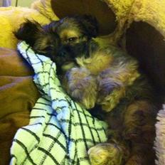 Blanding af racer Molly