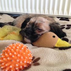 Blanding af racer Molly