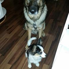 Blanding af racer Bella