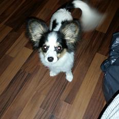 Blanding af racer Bella