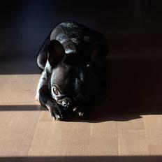 Fransk bulldog Muffi