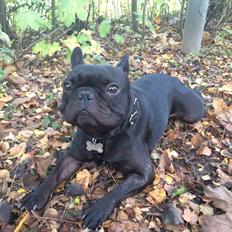 Fransk bulldog Muffi