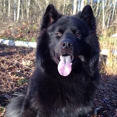 Blanding af racer Tyson