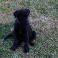 Blanding af racer Vicki 