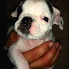 Olde english bulldogge Mille