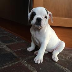 Olde english bulldogge Mille