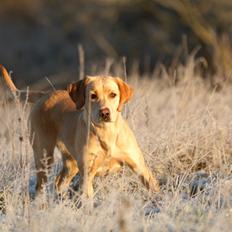 Labrador retriever Kalli - kennel midtlab Dakota