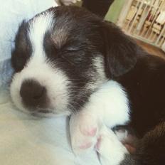 Welsh corgi cardigan Esther