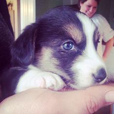 Welsh corgi cardigan Esther