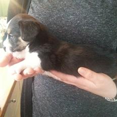 Welsh corgi cardigan Esther