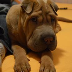 Shar pei Chuck Norris