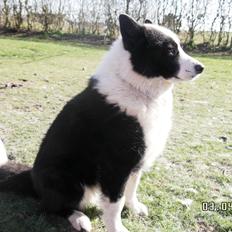 Karelsk bjørnehund Bjørnehusets Tonto