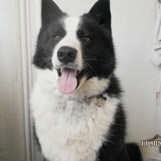 Karelsk bjørnehund Bjørnehusets Tonto