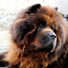 Chow chow Frida