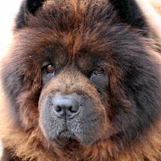 Chow chow Frida