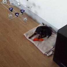 Dvaergpinscher Manta