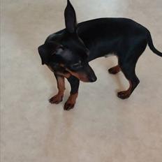 Dvaergpinscher Manta