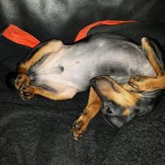 Dvaergpinscher Manta