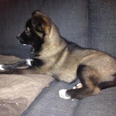 Blanding af racer ROSA <3  alaskan husky - border collie