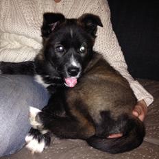 Blanding af racer ROSA <3  alaskan husky - border collie