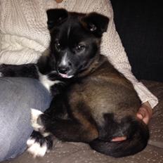Blanding af racer ROSA <3  alaskan husky - border collie