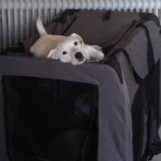 Jack russell terrier Teo