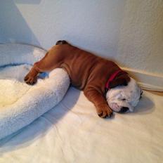 Engelsk bulldog Carla