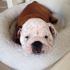 Engelsk bulldog Carla