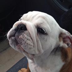 Engelsk bulldog Carla