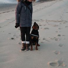 Rottweiler Vindelsbo Imilla - Kaldenavn Asrah