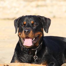 Rottweiler Vindelsbo Imilla - Kaldenavn Asrah