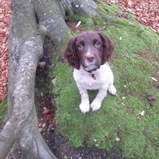 Engelsk springer spaniel Tjalfe