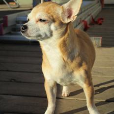 Chihuahua Molly
