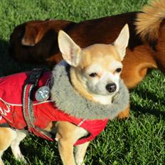 Chihuahua Molly