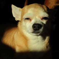Chihuahua Molly