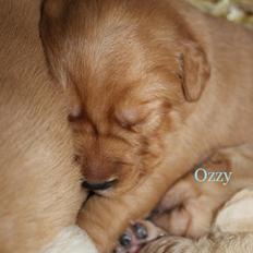 Blanding af racer Ozzy