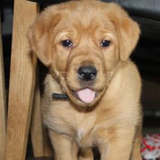 Blanding af racer Ozzy