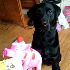 Labrador retriever Captain Morgan Freeman
