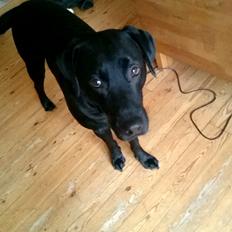 Labrador retriever Captain Morgan Freeman