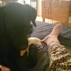 Labrador retriever Captain Morgan Freeman