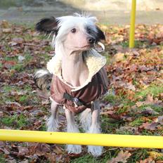 Chinese crested hårløs zita