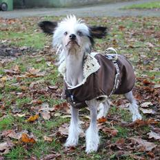 Chinese crested hårløs zita